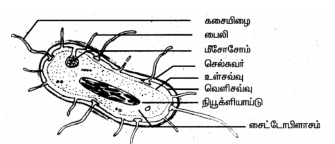 6th Science Book Solutions in Tamil