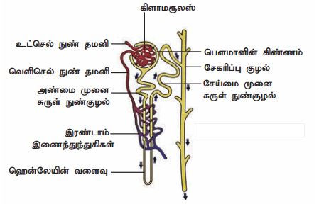 9th Science book back questions with answer in tamil