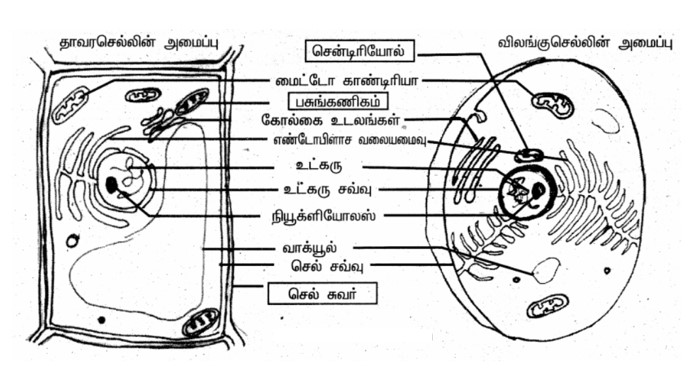 Samacheer Kalvi 6th Science Book Answer in Tamil