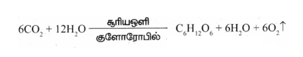 10th Science Book Back Answers in Tamil Medium
