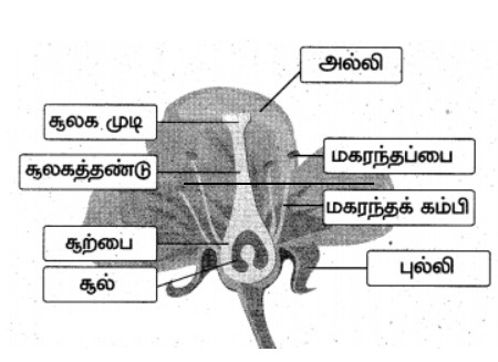 7th Science Book in Tamil\\