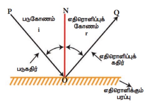 7th science samacheer answer key in Tamil
