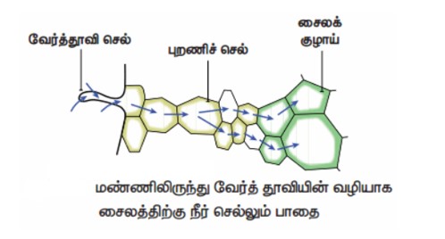 Samacheer Kalvi 10th Science Book Back Answers in Tamil